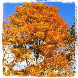 The reds starting to come in