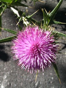 Thistle plant life on Mountain