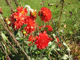 Flowers at the church