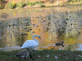Geese at Bass lake