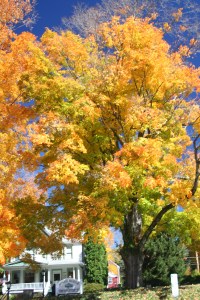 Tree and a heritage house