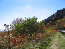Pathway to the viaduct