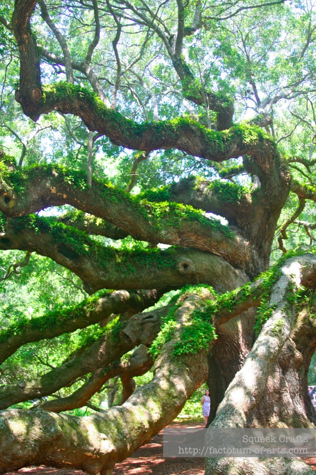 AngelOak_CloseUp_SC
