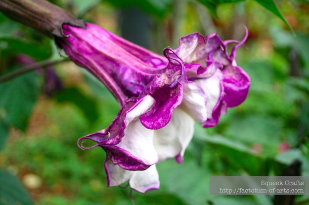 BooneHallPlantation_Flower2