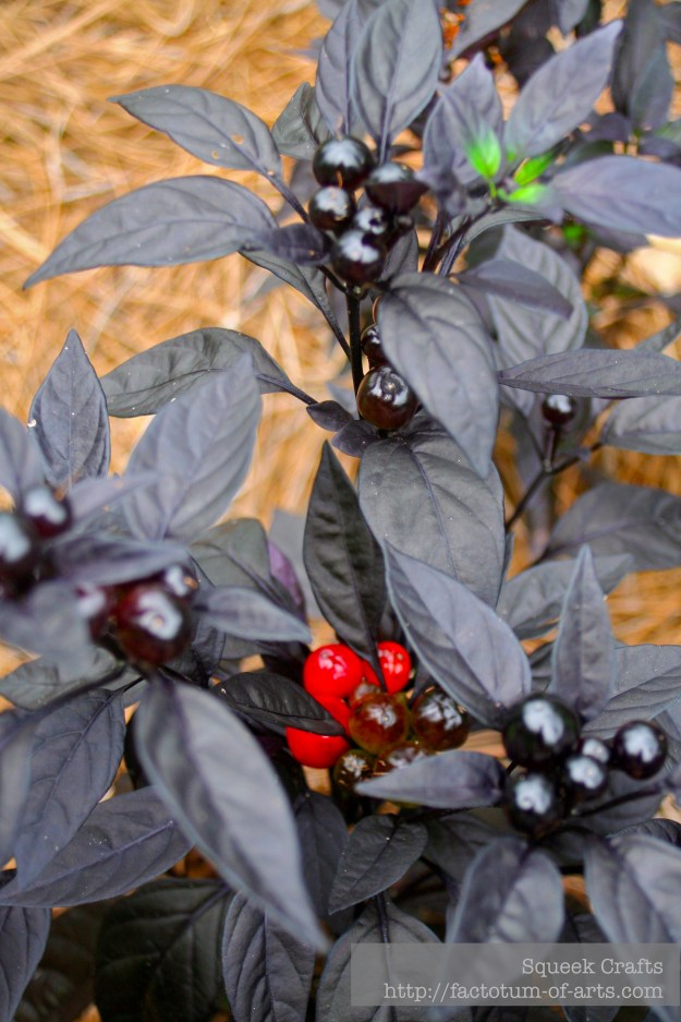 BooneHallPlantation_Flower3