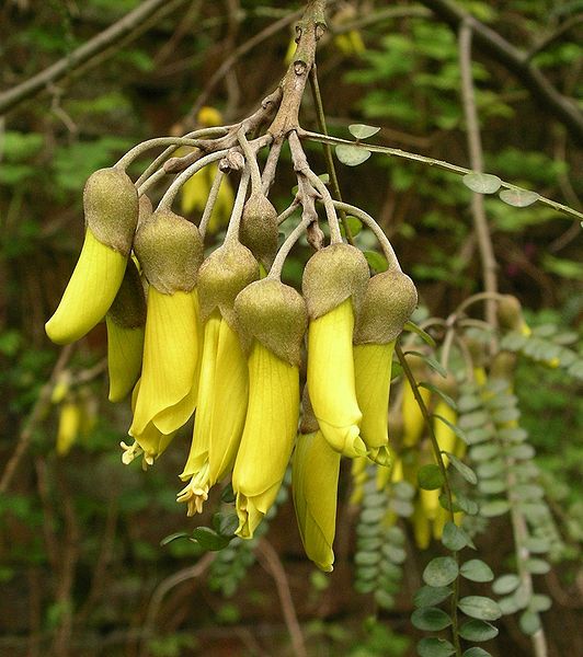 532px-Kowhai_flowers